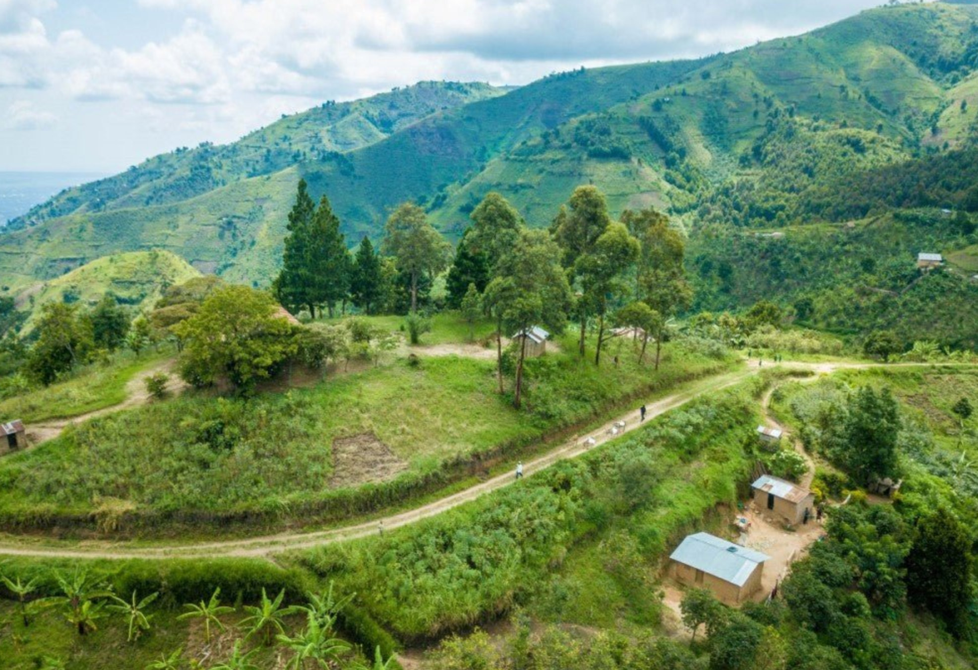 Concorde: From Uganda’s Rwenzori Mountains to Your Cup