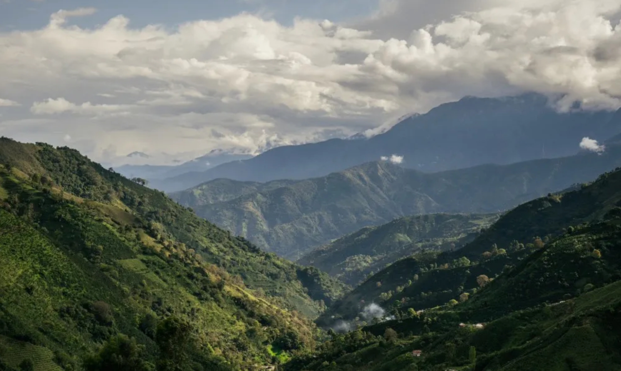 Blackbird: From Café Lumbus in Colombia to Your Cup