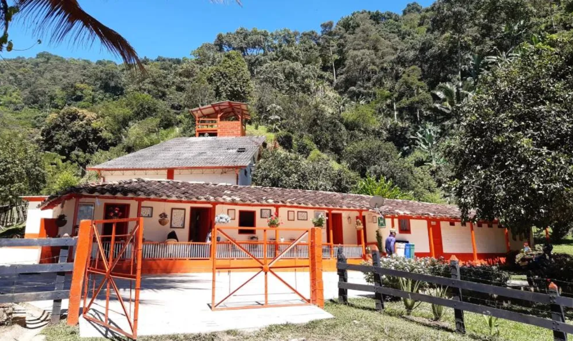 Dreamliner Decaf: From Colombia to Your Evening Cup